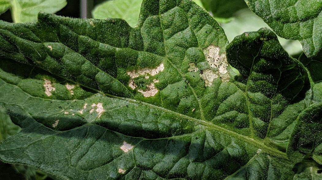 Comparing neem oil, insecticidal soap, spinosad/Monterey Garden Insect