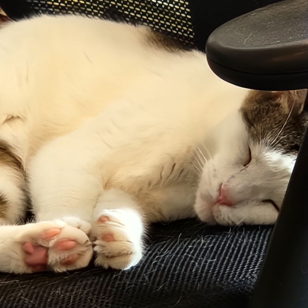 Magimix Food Processors Cookware Hungry Onion