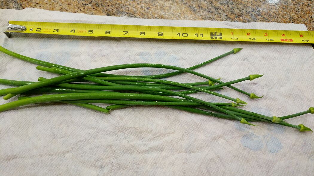 How about green onion.....tops? Page 2 Cooking, Cookbooks