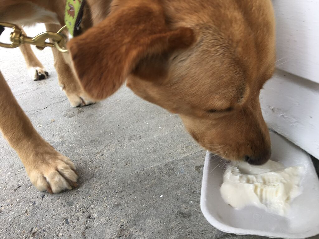 Dogfriendly ice cream destinations [MA and New England] Boston, New