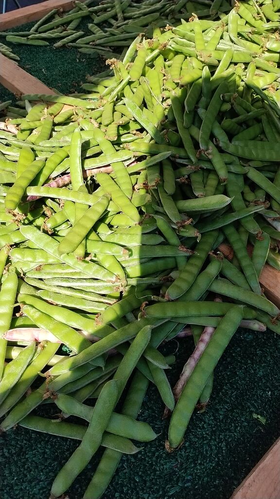 Jicama pods aka bunga ng singkamas Food Gardening, Foraging Hungry