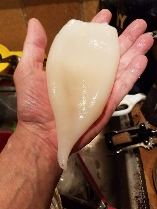 CalamariHand20260110_192805