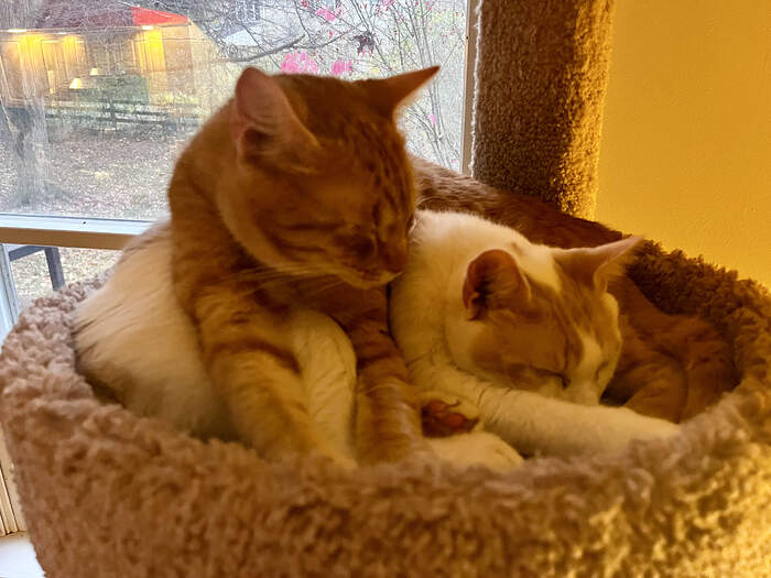 2C7A2877-95E7-4D31-838B-BDF96FB6E91E_1_201_a