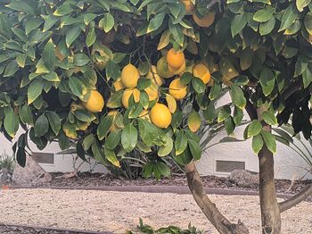 PXL_20251202_232106977