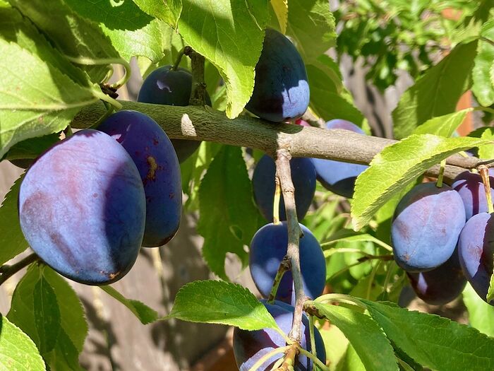 Italian Plums
