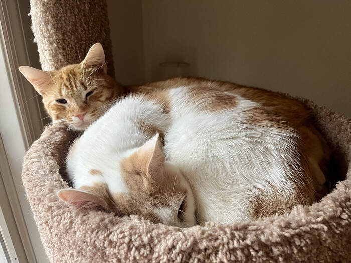 E9742A7A-1556-4AA0-AD42-3B9FB9146D65_1_201_a