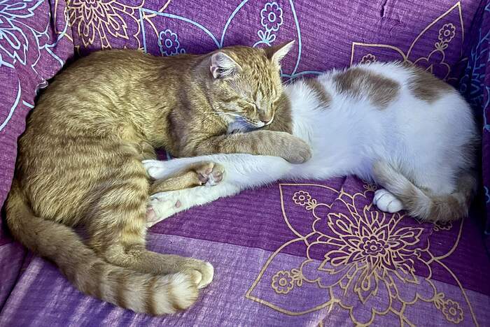 0386D87E-E870-4E63-B7DF-372BB6A0EF4E_1_102_a