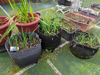 17711823709617342729331342179727