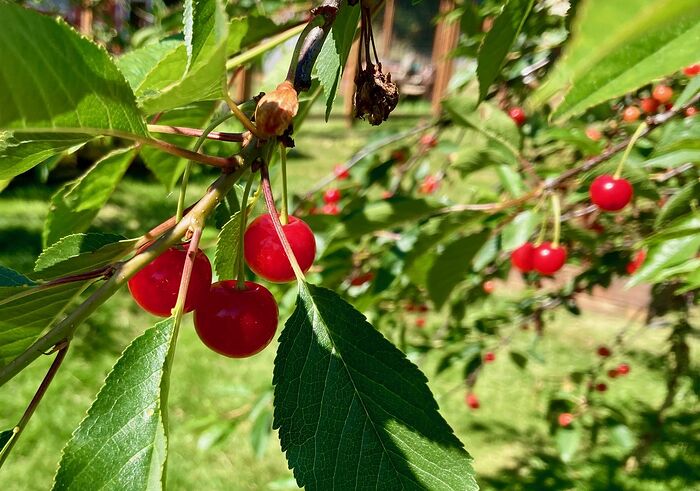 Sour Cherries