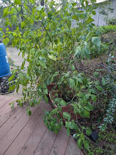 PXL_20260126_171429839