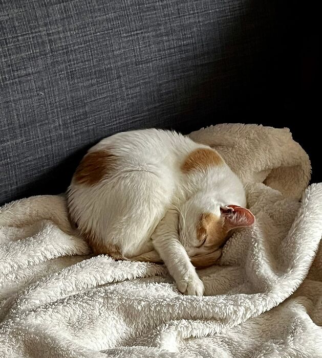 847ED12C-14B8-4CFD-82AC-469E297459C4_1_102_a