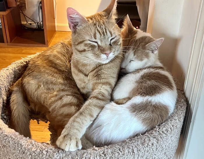 E83B4A05-C0A6-4998-9ABA-288C0F3F3915_1_201_a