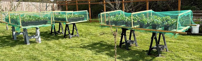 Floating Strawberry Garden