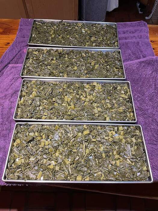 collardsFDtrays