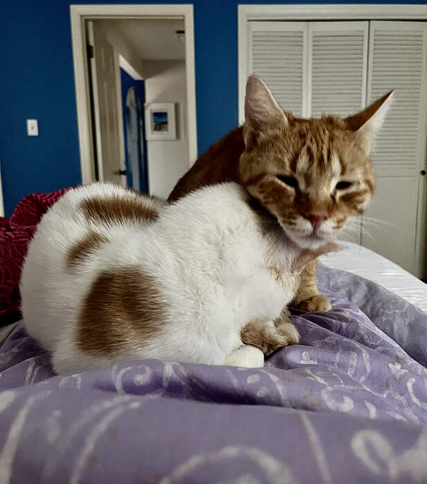 79AC7D8F-0E0D-4761-9F5E-A4C8B3D05F28_1_201_a