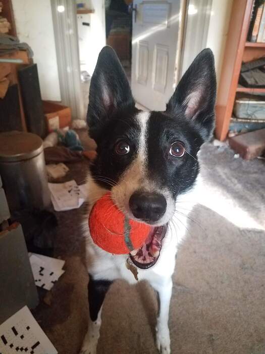 ZekeBall20260220_161315