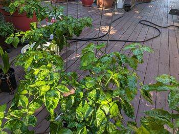 PXL_20251027_182732088