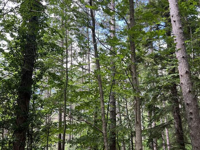 9C483B5E-C53D-42CF-84B6-9FBEC9F402EB_1_105_c