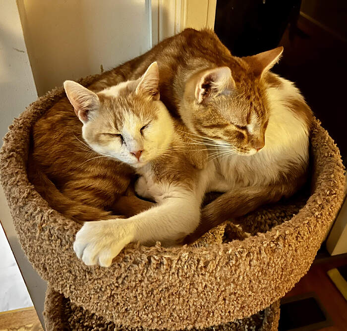 82381903-7F3E-4061-A4BE-462CEF166CA0_1_201_a