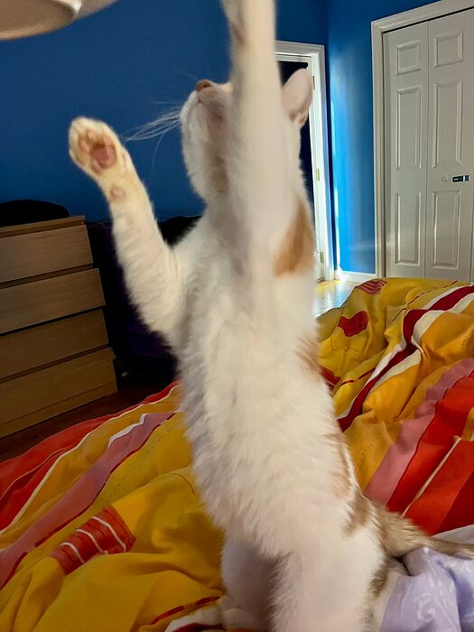 C82440B9-CD88-4590-9E4B-FCEC216F8521_1_102_a