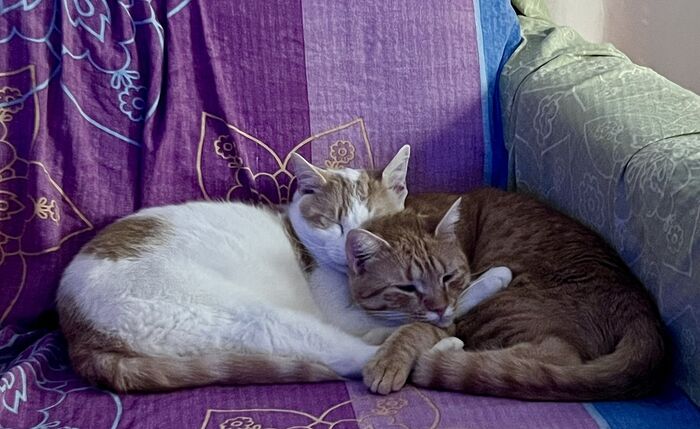 4B0466C6-EE7E-4411-A3CA-01D72762111D_1_105_c