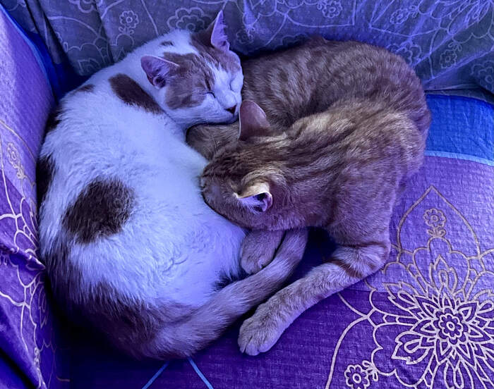 C0A804CE-806A-4D26-A14D-06E98E406DA5_1_201_a