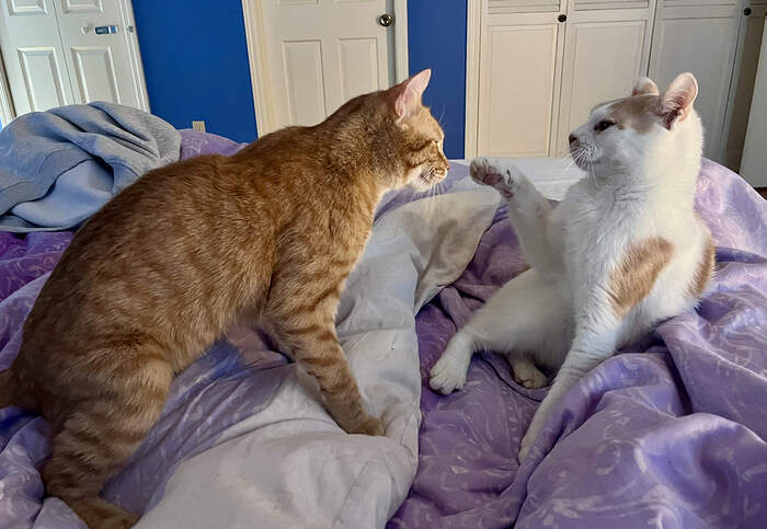 80C427EC-8973-47D7-892F-0CCDC4609388_1_201_a