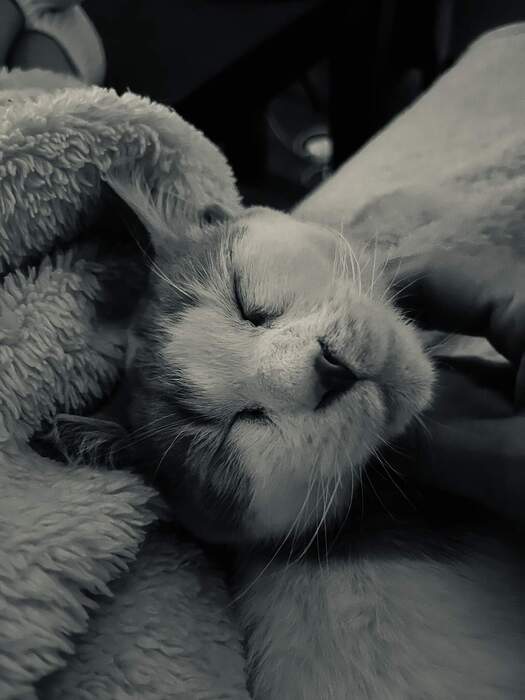 4985C460-C739-4F57-B19C-57FDEBC53C4F_1_102_a