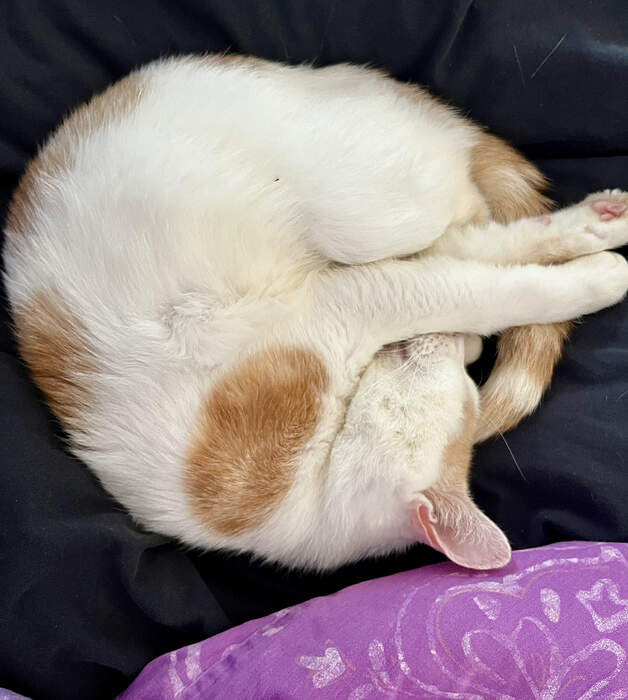 6B0784D9-C3E0-40AE-9659-966C5904D6D7_1_201_a