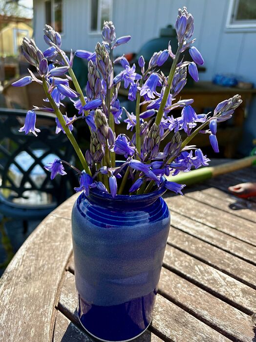 Barb's Bluebells