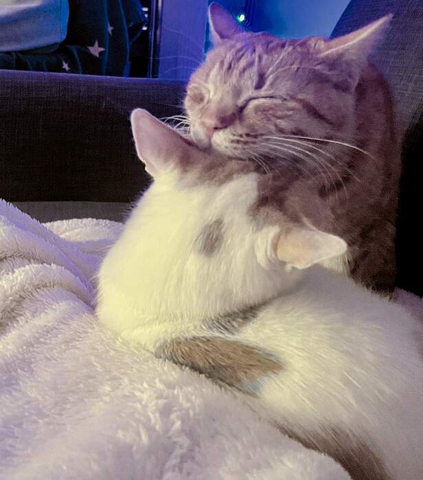 86CC5DEB-574E-4A63-9C51-46C40C42EAAE_1_102_a