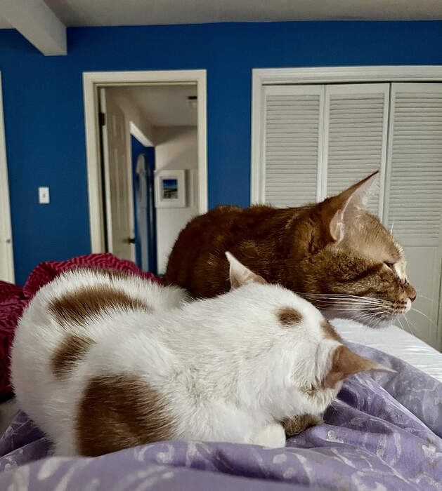 D94DF0EE-02B4-4FEA-B15B-78BDC5015A9D_1_201_a