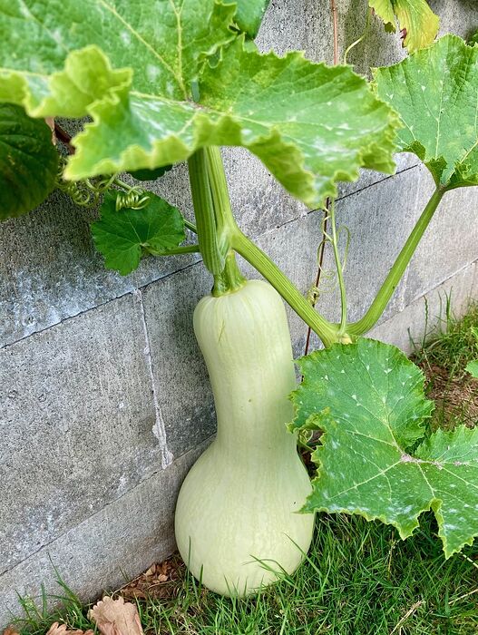 Illinois Crookneck Squash