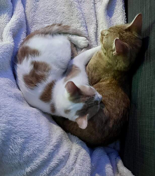 A46901B7-09B8-40B1-B182-5A6DEA7FCA4A_1_102_a