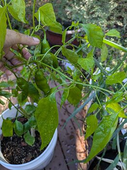 PXL_20251027_183019886