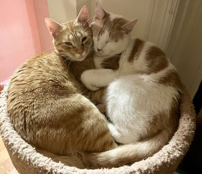 EE2D5258-B9A7-47B4-83E5-87A3D07ACAFE_1_105_c