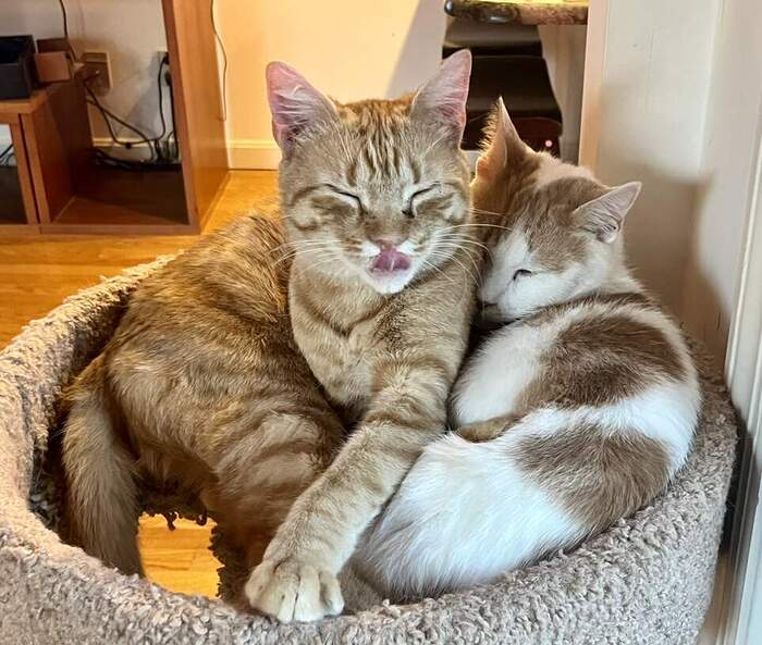 75B250D2-EE40-4E41-A37B-76C6009C62B3_1_105_c