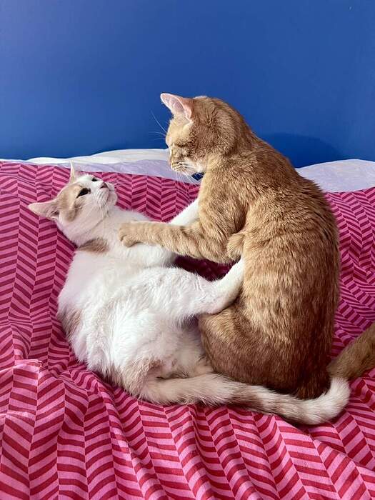 F397D2E9-AF0B-4CE8-9095-E9AA998070B9_1_105_c