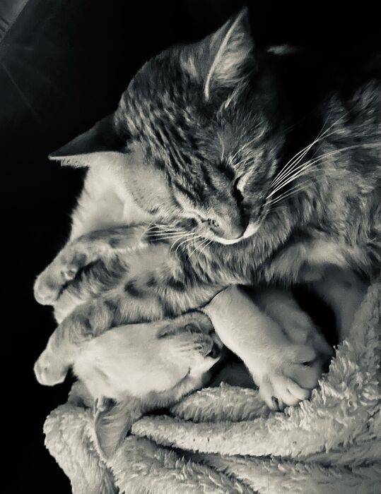 20ED28B4-605F-4804-950D-C172954D0ECA_1_105_c