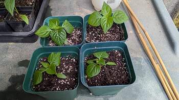 PXL_20260307_221114576