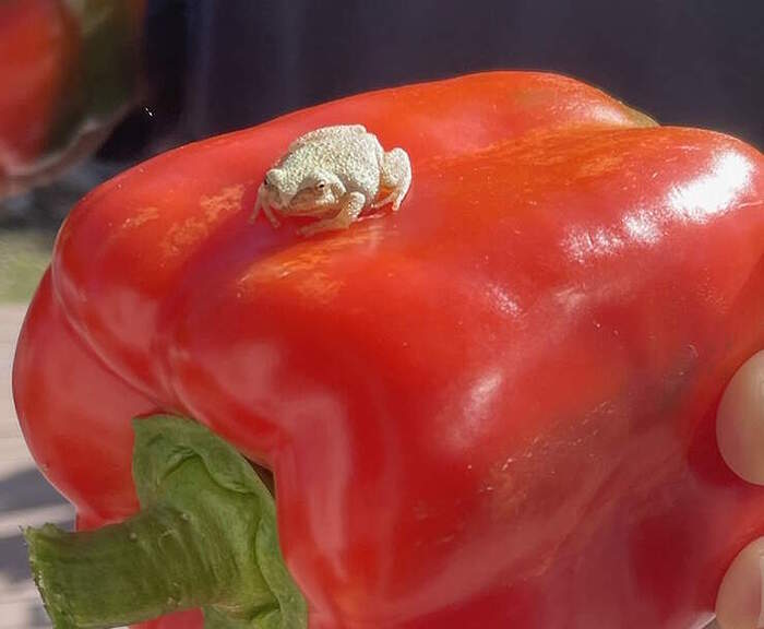 frog
