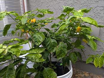 PXL_20251223_203825287