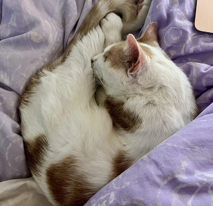 7C53EC33-7E58-4CCA-8757-631F941B4B2A_1_201_a