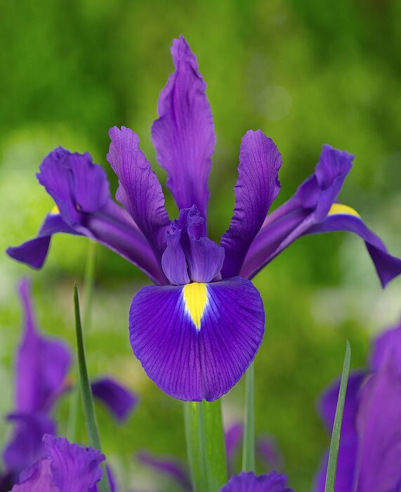 PurpleSensationDutchIris_990e52ee-e1e4-4d93-95fb-2d0bbc250ef8