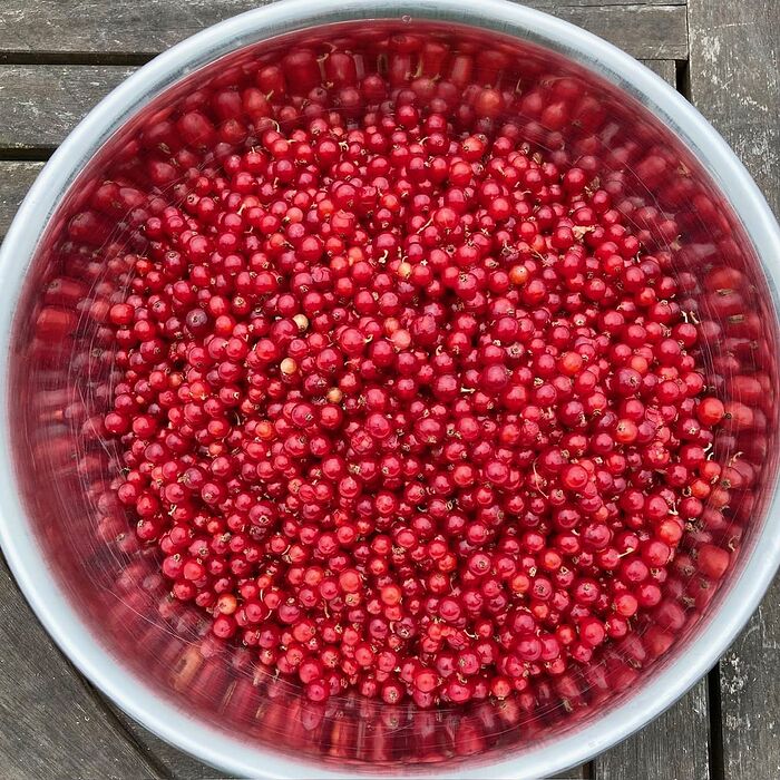 Red Currants