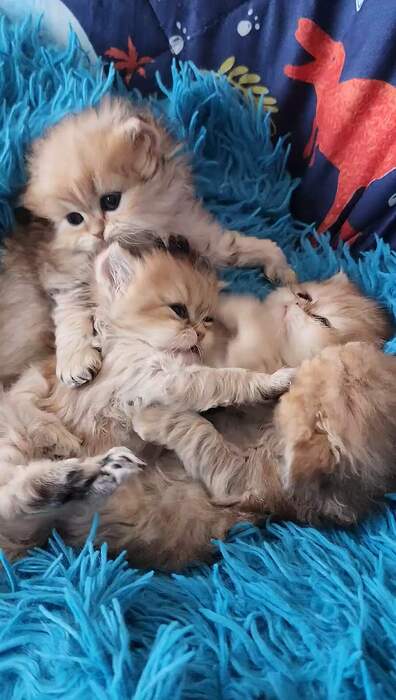 orange persians playing