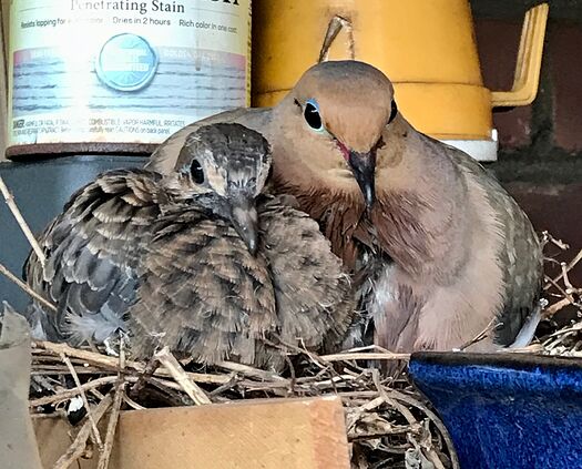 birds