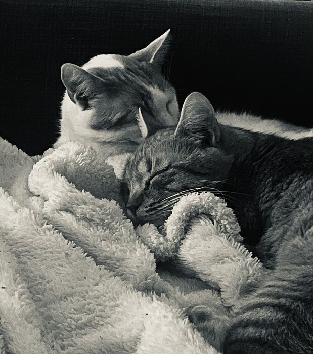 1CBF1818-8702-49E1-92E9-E5774A12C0D8_1_105_c