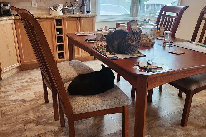 cat