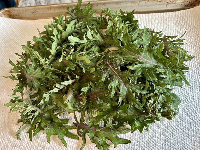 Russian Kale